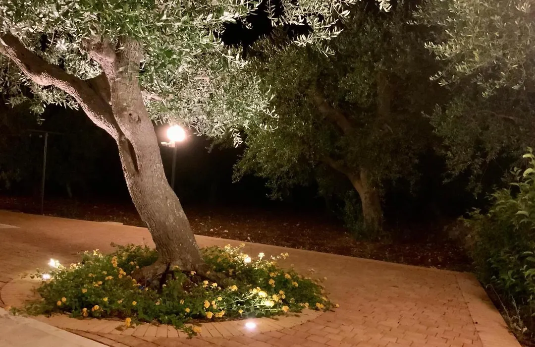 Tra gli ulivi-1
