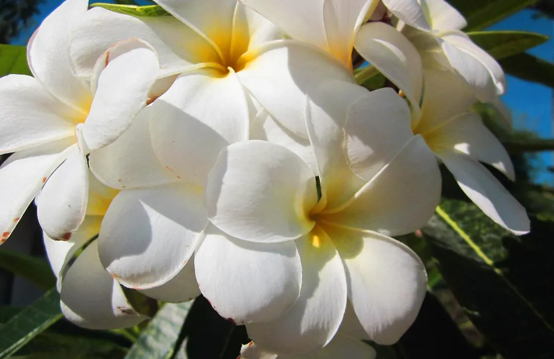 Frangipani Villas-1
