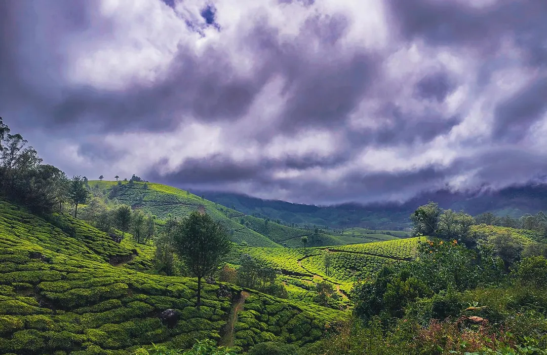 Munnar Valley View-1