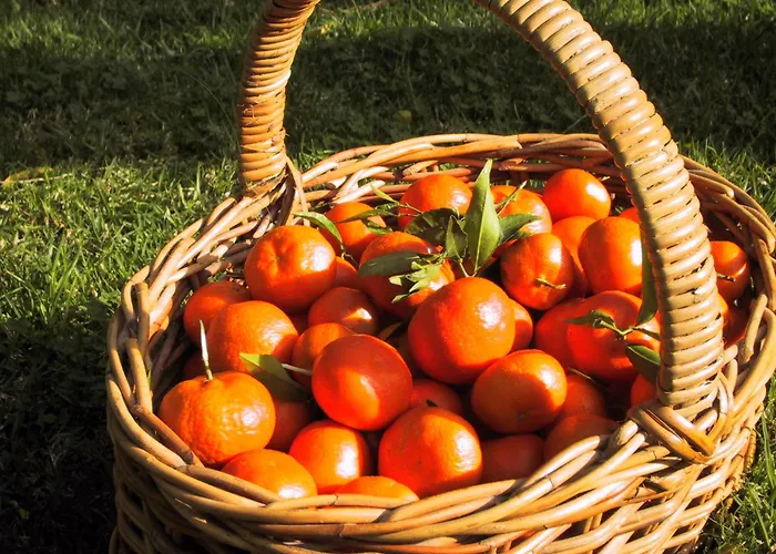 Alquiler de vacaciones: Finca Cas Sant