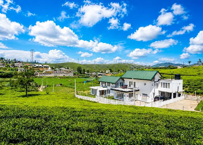 Tea Fields